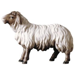Mouton blanc à tête noire :...