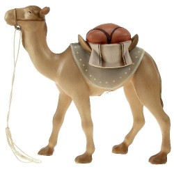 Camel Standing for nativity...