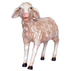 Agneau avec tête vèrs le...