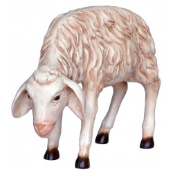 Agneau avec tête vèrs le...